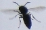 wasp