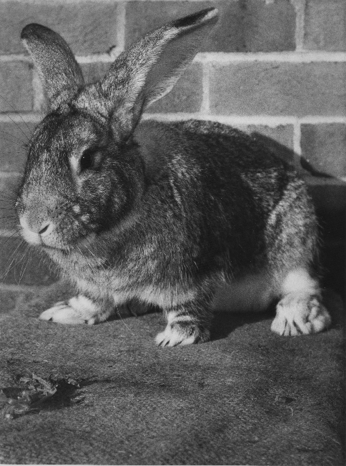 Chinchilla Giganta Rabbit bred by Ron Stacey, Copyright Joy, Julian & Phillip Stacey, Munich 2017